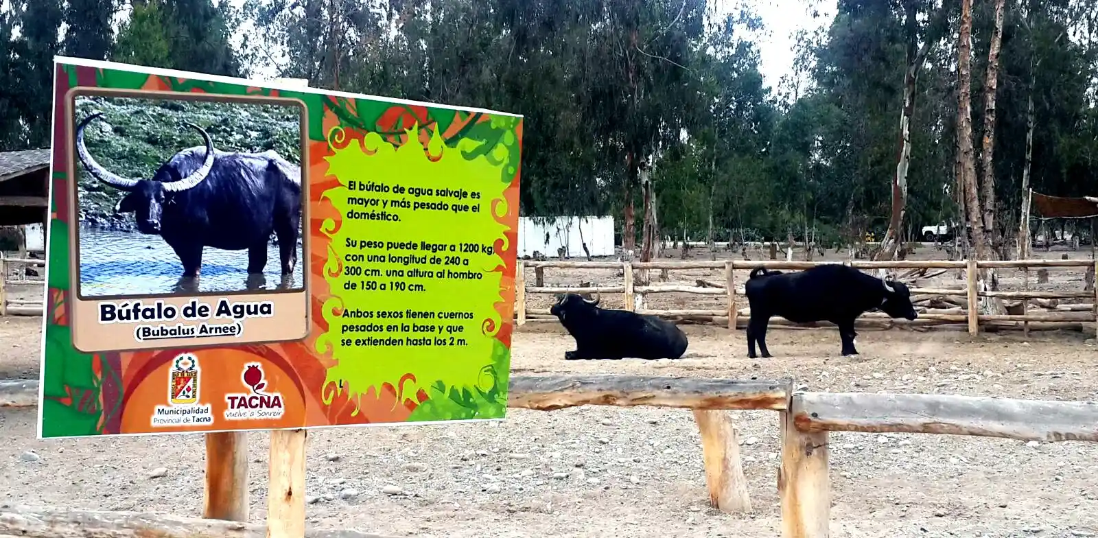 Zoológico de Tacna